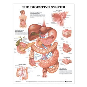 Cover art for The Digestive System Anatomical Chart