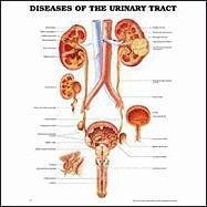Cover art for Diseases of the Urinary Tract Anatomical Chart