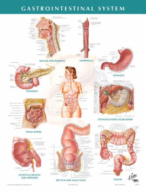 Cover art for Gastrointestinal System