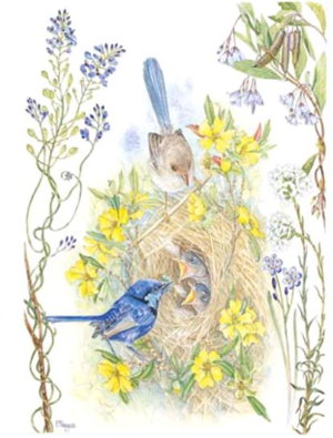 Cover art for Patricia Negus Splendid Fairy-Wrens Single Card
