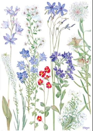 Cover art for Patricia Negus Southwest Wildflowers Single Card