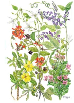 Cover art for Patricia Negus Plants of the Coast and Karri Single Card