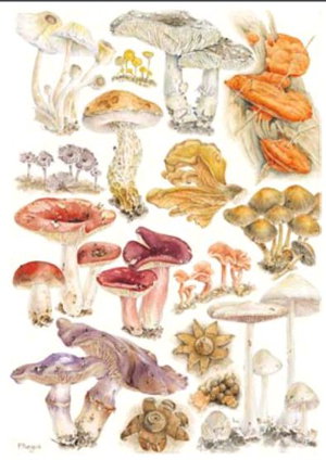 Cover art for Patricia Negus Fungi Single Card