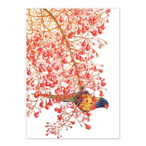 Cover art for Studio Nikulinsky Rainbow Lorikeets Flame Tree Single Greeting Card