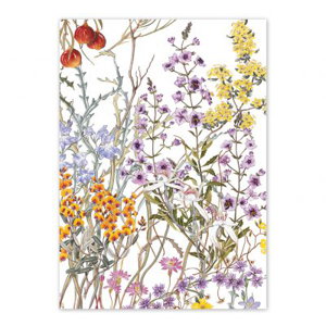 Cover art for Studio Nikulinsky Wildflowers of WA Southern Single Greeting Card
