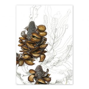 Cover art for Studio Nikulinsky Banksia Menziersii Firewood Banksia Single Greeting Card
