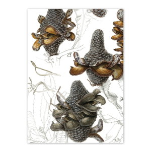 Cover art for Studio Nikulinsky Banksia Menziesii Firewood Banskia 2 Single Card