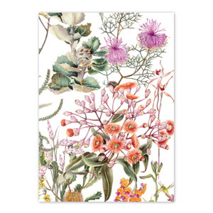 Cover art for Studio Nikulinsky Wildflowers of WA Albany Region Single Card