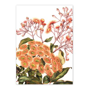 Cover art for Corymbia Ficifolia, Red Flowering Gum Single Greeting Card