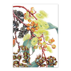 Cover art for Studio Nikulinsky Eucalyptus woodwardii Lemon Mallee Single Card