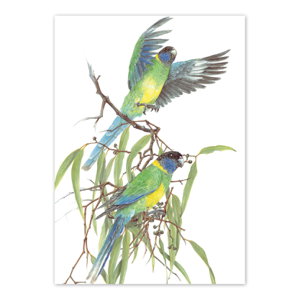 Cover art for Studio Nikulinsky Port Lincoln Parrot Si