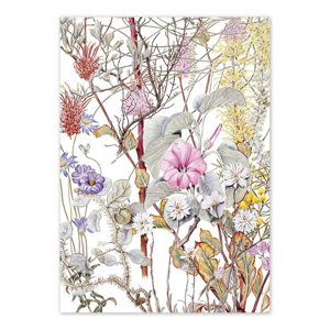 Cover art for Studio Nikulinsky WA Wildflowers Murchison Single Card