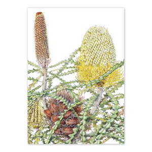 Cover art for Studio Nikulinsky Banksia Speciosa Single Card