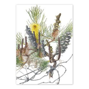 Cover art for Studio Nikulinsky Banksia Tricuspis Pine Banksia Single Greeting Card