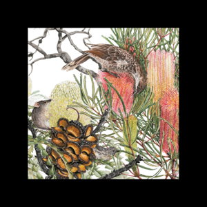 Cover art for Studio Nikulinsky Banksia & Pollinators Single Gift Card