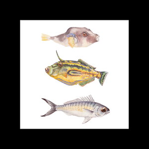 Cover art for Studio Nikulinsky Coastal Fish Single Gift Card