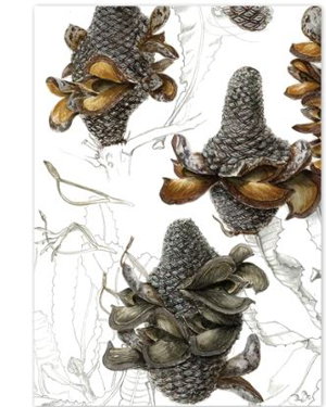 Cover art for Studio Nikulinsky Firewood Banksia Fruiting Cones 1 Single Card