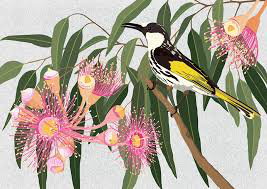 Cover art for Our Backyard WA Honeyeater Single Greeting Card