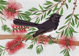 Cover art for Our Backyard WA Willy Wagtail Single Greeting Card