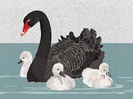 Cover art for Our Backyard WA Black Swan and Cygnets Single Greeting Card
