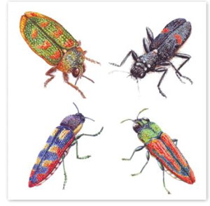Cover art for Studio Nikulinsky Jewel Beetles Single Card