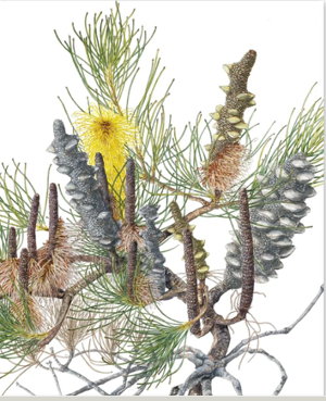 Cover art for Studio Nikulinsky Lesueur/Pine Banksia