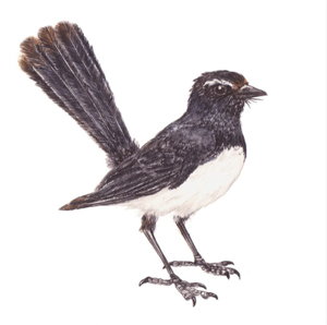 Cover art for Studio Nikulinsky Willie Wagtail Single Card