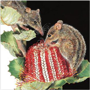 Cover art for Studio Nikulinsky Honey Possums Greeting Card