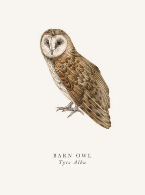 Cover art for The Art File Barn Owl Single Greeting Card