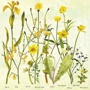 Cover art for Col Cards Botanicals Single Greeting Card