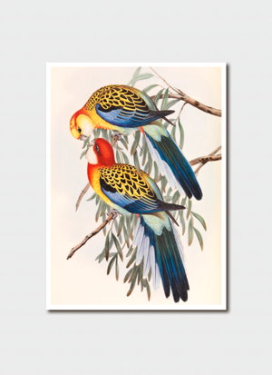 Cover art for John Goulds Splendid Parakeet Single Card