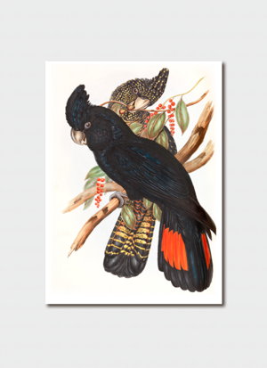 Cover art for John Gould's Red Tailed Black Cockatoo Single Card