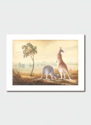 Cover art for John William Lewin Two Kangaroos in Landscape Single Card