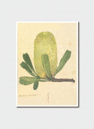 Cover art for John William Lewin Banksia Serrata Single Card