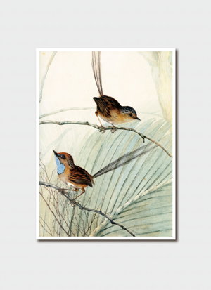 Cover art for John William Lewin Two Wrens Single Card