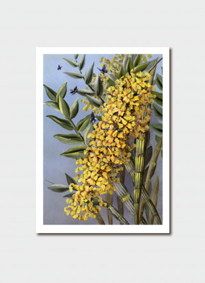 Cover art for Ellis Rowan Dendrobium Single Greeting Card
