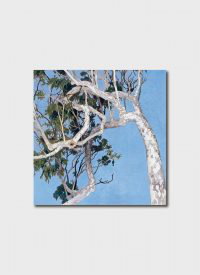 Cover art for Cressida Campbell White Angophora Single Card