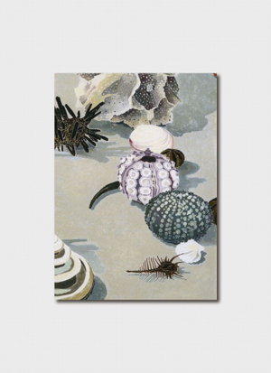 Cover art for Cressida Campbell Shells and Urchins Single Card