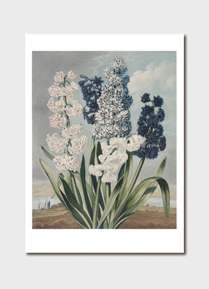 Cover art for Hyacinths Single Card