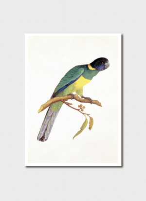 Cover art for Ferdinand Bauer Port Lincoln Parrot Single Greeting Card