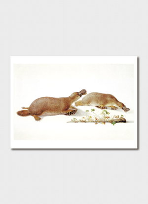 Cover art for Ferdinand Bauer Platypus Single Greeting Card