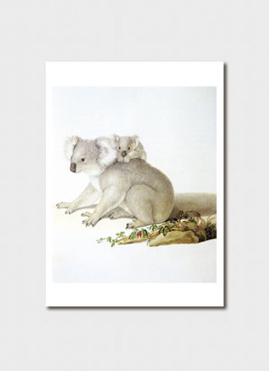 Cover art for Ferdinand Bauer Koala Single Greeting Card