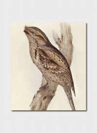 Cover art for John Gould Tawny Frogmouth Single Greeting Card
