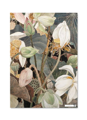 Cover art for Cressida Campbell Lotus Wrapping Paper