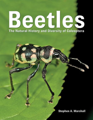 Cover art for Beetles