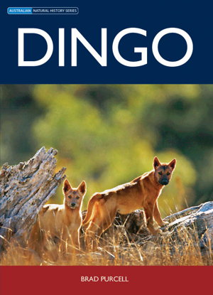 Cover art for Dingo