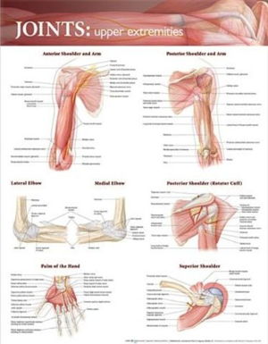 Cover art for Joints of the Upper Extremities Anatomical Chart