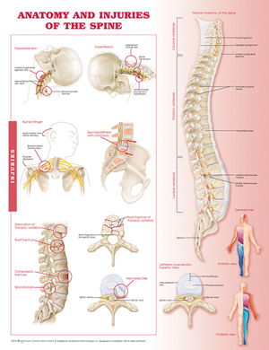 Cover art for Anatomy and Injuries of the Spine Anatomical Chart
