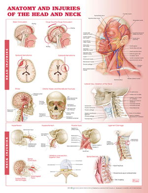 Cover art for Anatomy and Injuries of the Head and Neck Anatomical Chart