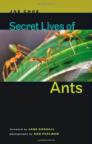 Cover art for Secret Lives of Ants
